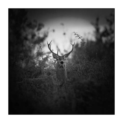 Qui Se Cachait Derrière Le Cerf - Photos d’art animalières en noir et blanc : « Cache-cache avec les cerfs