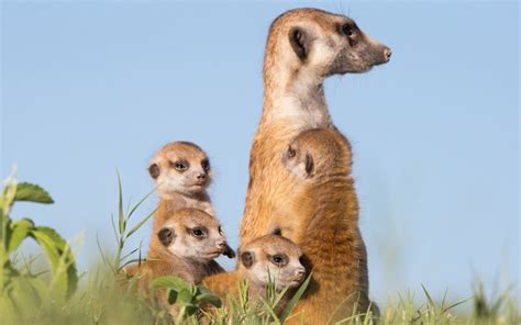 In Pictures Meerkats Of Botswana By Wildlife Photographer Will Burrard