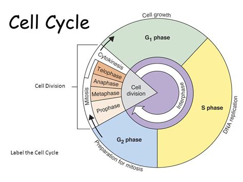 We did not find results for: the cell cycle | Biology classroom, Cell cycle, High ...