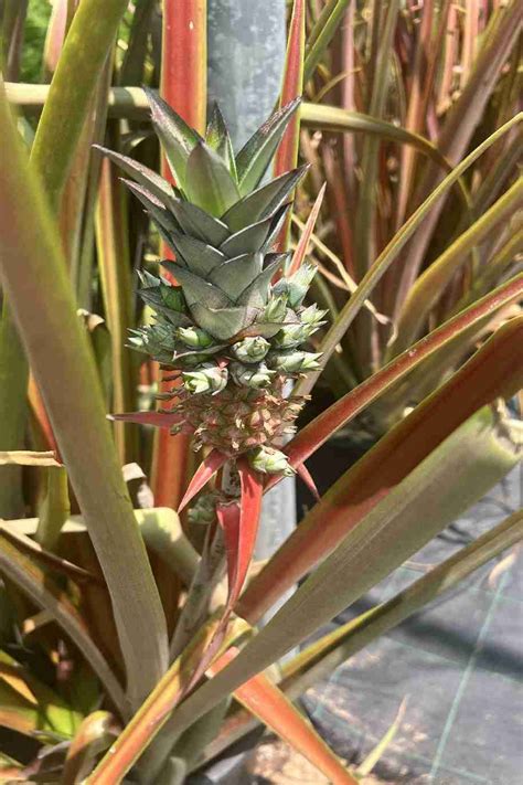 Pineapple Red Fruiting Outdoor Plants Plantshopme