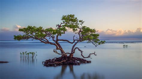 Trees Clouds Water Hd Wallpapers Wallpaper Cave