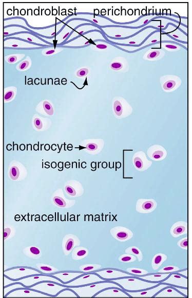 A Shows The Histology Of Hyaline Cartilage And B Shows The Schematic