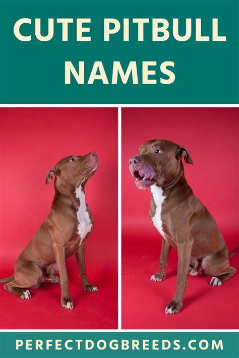 Two Pictures Of A Pitbull Dog With The Caption Cute Pitbull Names