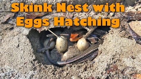 Skink With Hatching Eggs Youtube