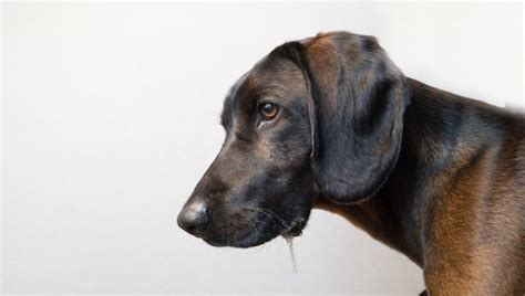 Excessive Production Of Saliva In Dogs Symptoms Causes And Treatments