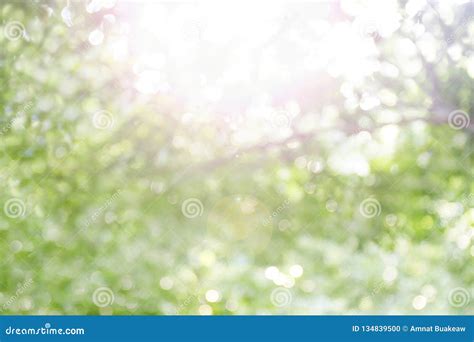Blurred Bokeh Tree Forest Bright Under Light Shine Flare Of Sun For
