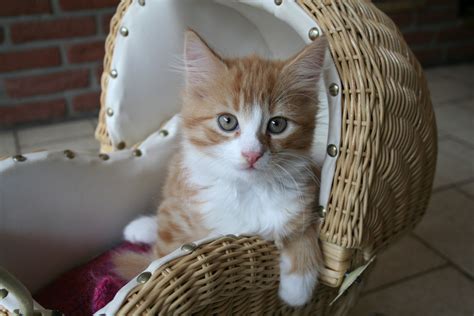 How to give your new pet kitten the best start – South Coast Herald