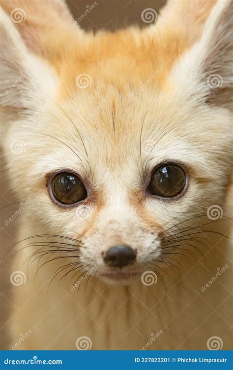 Close Up Of Fennec Fox Head With Big Cute Eyes Stock Image Image Of