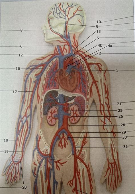 Plaque Model Arteries Upper Half Diagram Quizlet