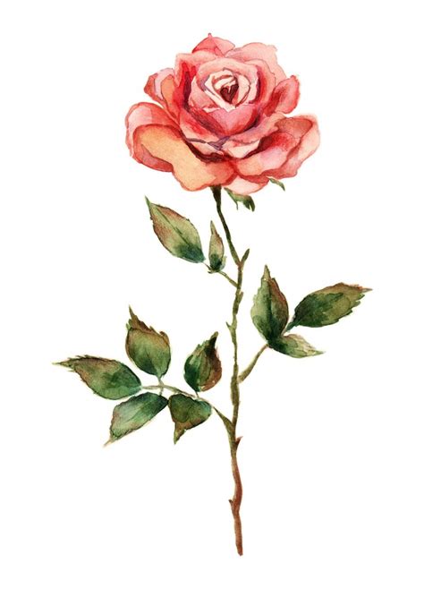 Watercolor And Pencil Rose Illustration Rose Flower Sketch Rose