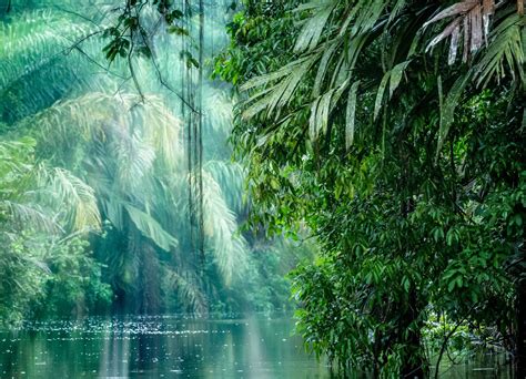 Heavy Rainfall In Rainforest