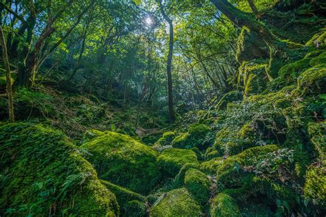The Ancient Forest On Japans Yakushima Island