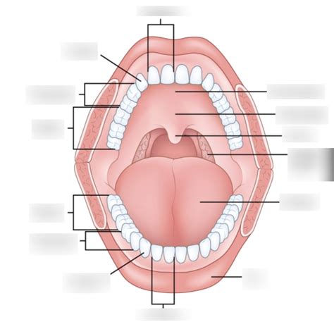 Anatomy Of The Oral Cavity Diagram Quizlet