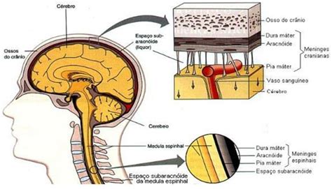 The arachnoid mater, a spider web like, transparent, loose membrane that envelops the brain. Meninges | Pia Máter - Aracnóide - Dura-máter | Anatomia e ...