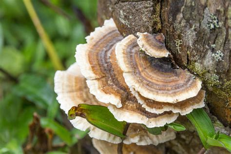 turkey tail mushrooms benefits and how to identify dr danielle
