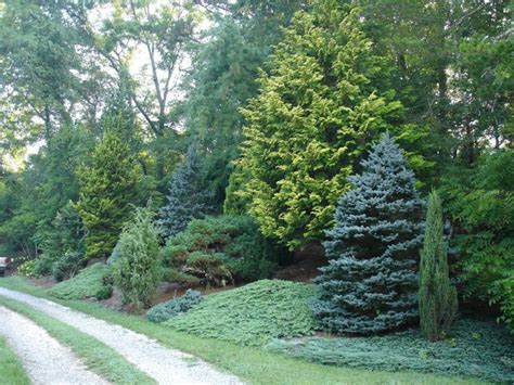 How To Care For Evergreen Trees The Frisky