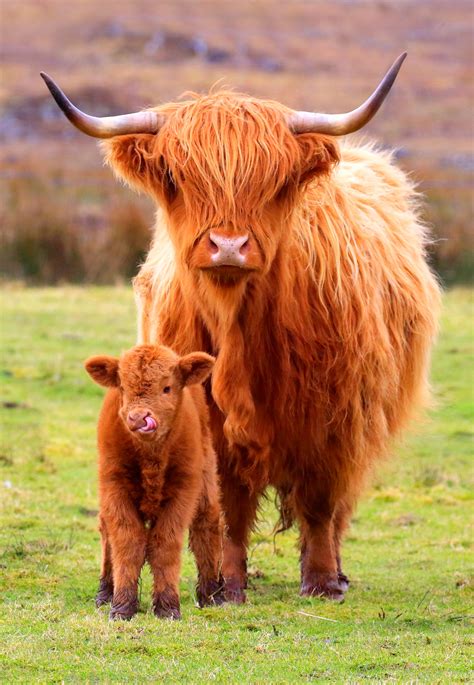 Baby Highland Cow Ubicaciondepersonascdmxgobmx