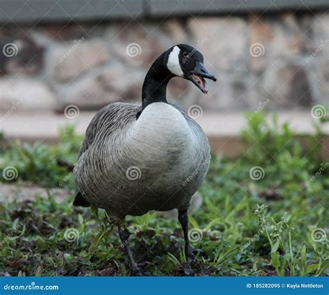 Canada Goose Standing In Grass With Mouth Open Stock Image Image Of