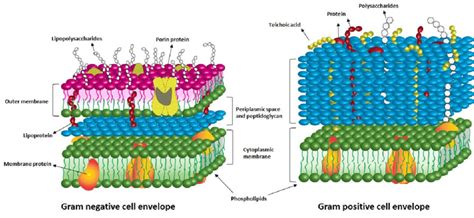 Illustration Of The Cell Envelope Of Gram Negative And Gram Positive