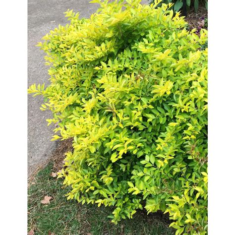 3 Gal Gold Mound Duranta Flowering Shrub With Tiny Lavender Flowers