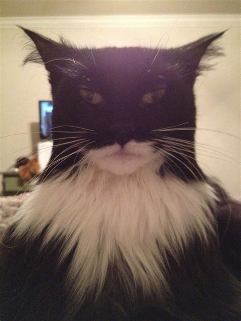 How To Look Like Batman Using Your Cat Pictures