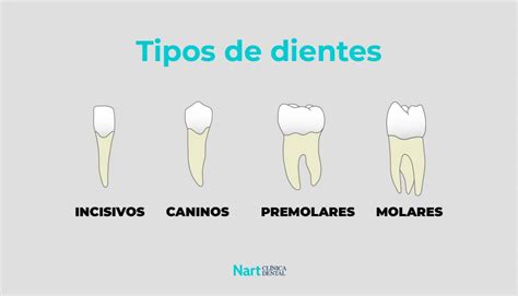 ¿cuántos Dientes Tenemos Nart Clínica Dental Barcelona