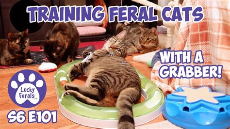 Training Feral Cats With A Grabber S6 E101 Lucky Ferals Cat Videos
