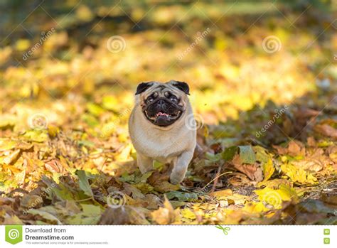 Pug Dog Is Running On Autumn Leaves Ground Open Mouth Stock Photo