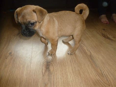 My new jack russell/pug puppy : Jug/ Pug cross Jack Russell female puppy 9 weeks | Cheltenham, Gloucestershire | Pets4Homes