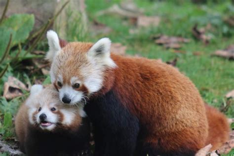 Belfast Zoos First Baby Red Panda In 18 Years Is Adorable