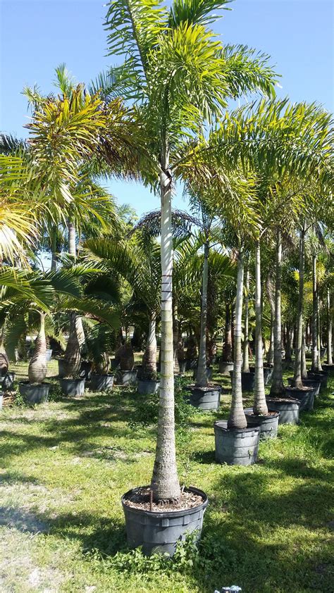 Florida Wholesale Plant Nursery Foxtail Palm Trees