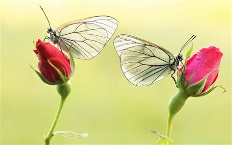 White Butterflies On Pink Roses Hd Wallpaper Background Image 1920x1200