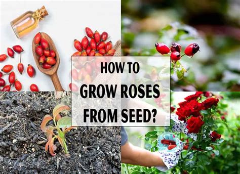 How To Grow Roses From Seed Home Garden Nice