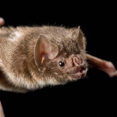 Common Vampire Bat Facts And Photos