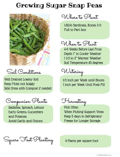 Gardening Guide Growing Sugar Snap Peas