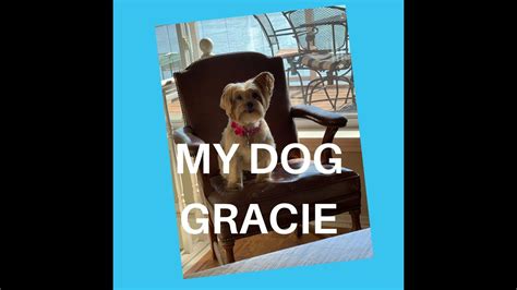 My Amazing Dog Gracie Youtube