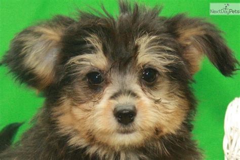 Poma Poo Pomapoo Puppy For Sale Near Oklahoma City Oklahoma