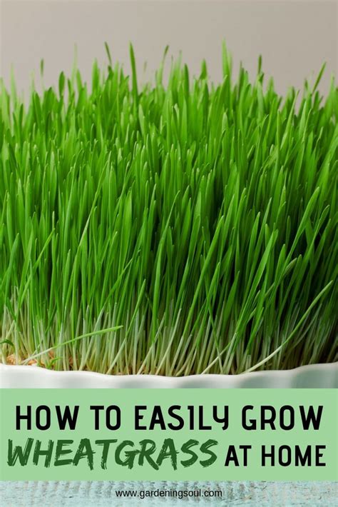 How To Easily Grow Wheatgrass At Home Growing Wheat Grass Growing