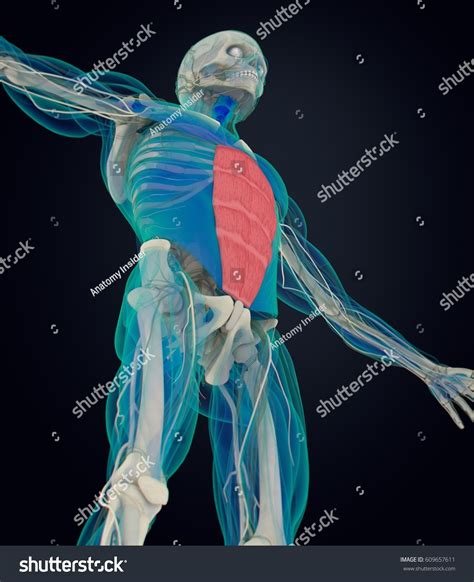 Rectus Abdominus Stomach Muscles Human Anatomy Stock Illustration