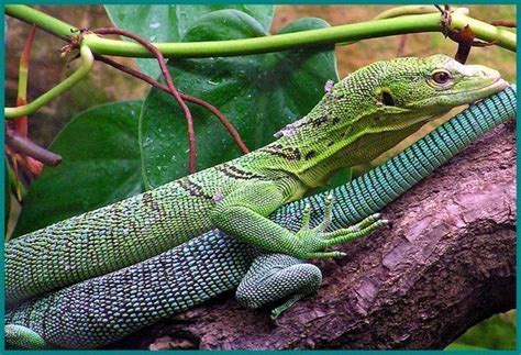 Shop our ethically sourced natural oils for natural healing and health benefits. LE VARAN EMERAUDE AU ZOO D'AMNEVILLE 292 - Centerblog