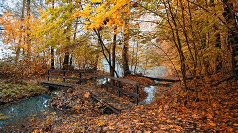 Nature Autumn Yellow Leaves Pond Bridge Fog Fall Trees Forest Streams