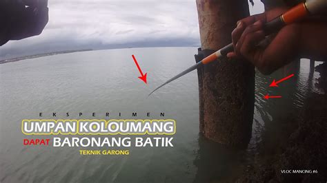 Mancing Bawah Kolong Jembatan Mawasangka Buton Tengah Teknik Garong 6