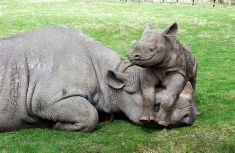 Pick Funny Rhino Baby Of The Day Cute Animals Animals Wild Animals