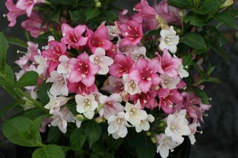Weigela How To Grow And Care For Weigela Hgtv