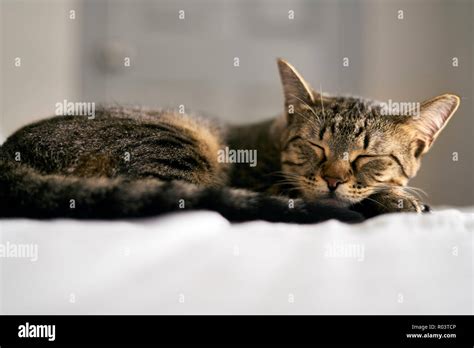 Cat Sleeping Bed Hi Res Stock Photography And Images Alamy