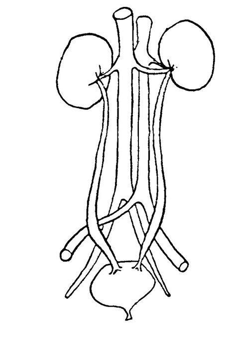 Coloring Page For Urinary System 245 Svg Png Eps Dxf File