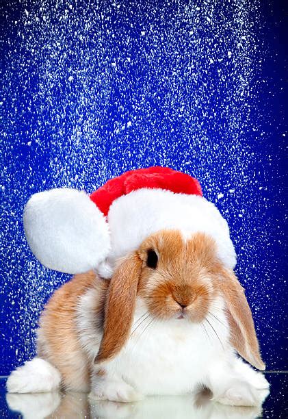 Best Christmas Rabbit Stock Photos Pictures And Royalty Free Images Istock