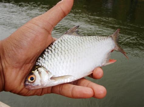 Gokugennet Mengenal 31 Jenis Ikan Air Tawar Yang Ada Di Indonesia