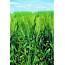 Beneficial Management Practices Environmental Manual For Crop 