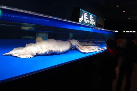 Giant Squid Churaumi Aquarium Flickr Photo Sharing